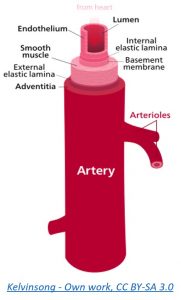 A diagram showing an artery