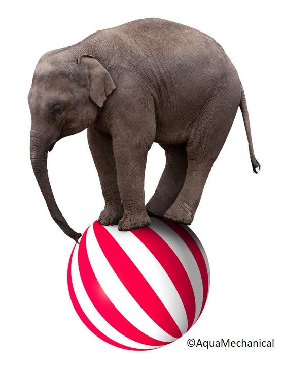 An elephant balancing on a ball