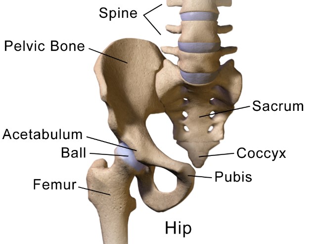 Picture showing the different anatomy around the hip joint