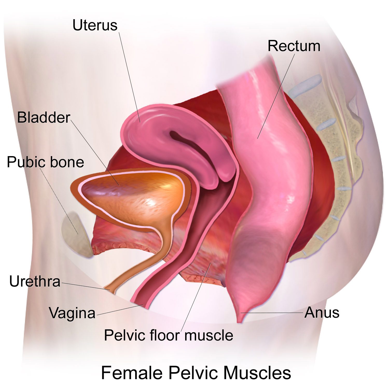 Diagram of the pelvic muscles