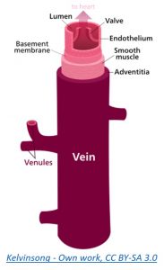 Diagram showing a vein