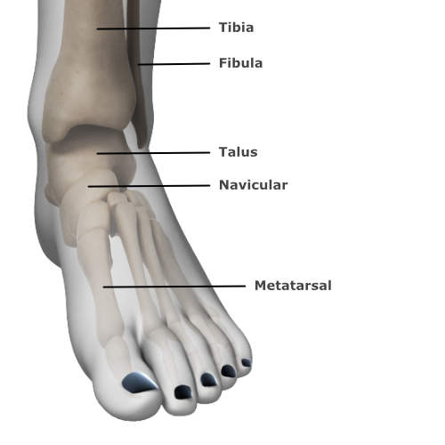 skeletal anatomy of the ankle