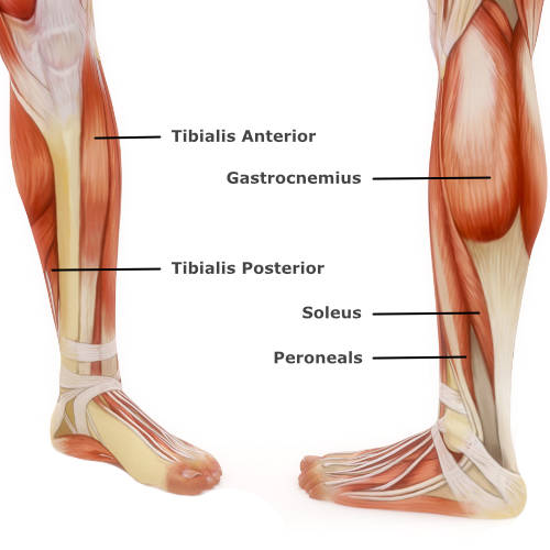 muscular anatomy of the ankle