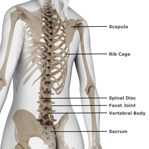 skeletal anatomy of the back