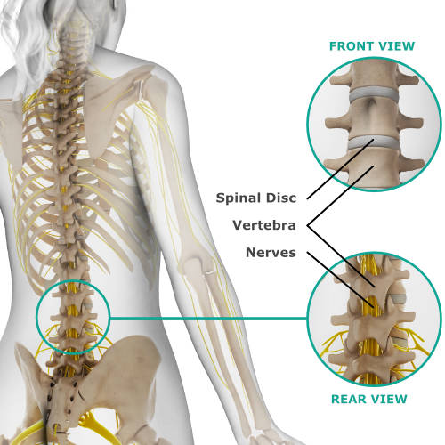 skeletal anatomy of the back and discs