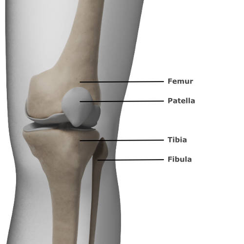 skeletal anatomy of the knee