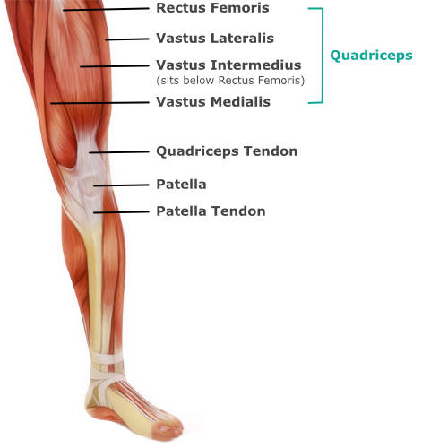 muscular anatomy of the knee