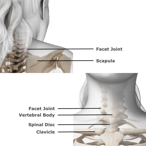 skeletal anatomy of the neck