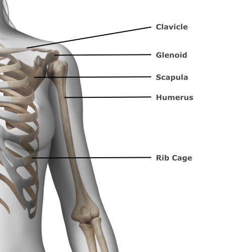 skeletal anatomy of the shoulder & elbow