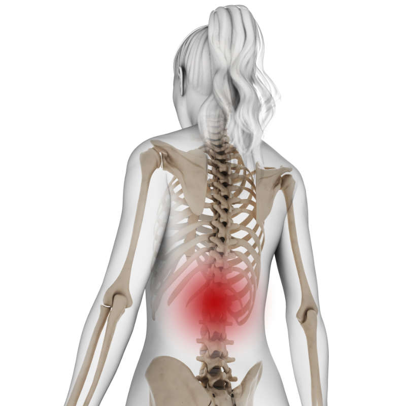 low back pain anatomy