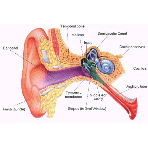 vestibular anatomy